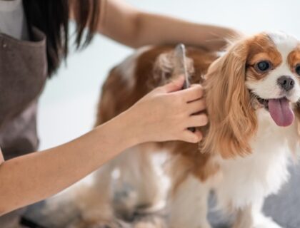 What to Do About Pet Hair and Stains When Cleaning for Move-Out