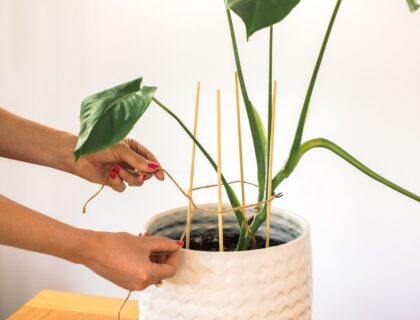 careful tree pruning